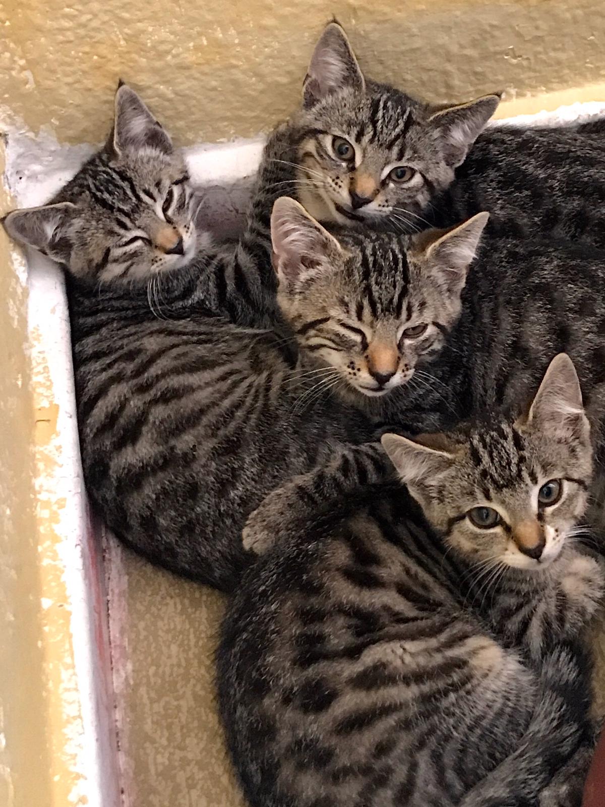 WhatsApp Image 2020-07-23 at 11.30.23