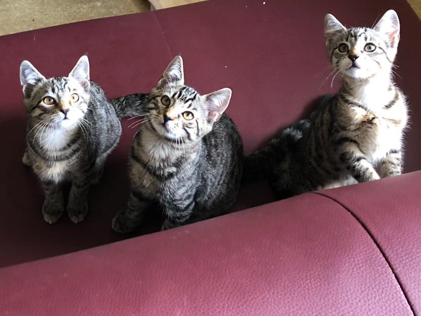 WhatsApp Image 2020-07-29 at 12.57.31