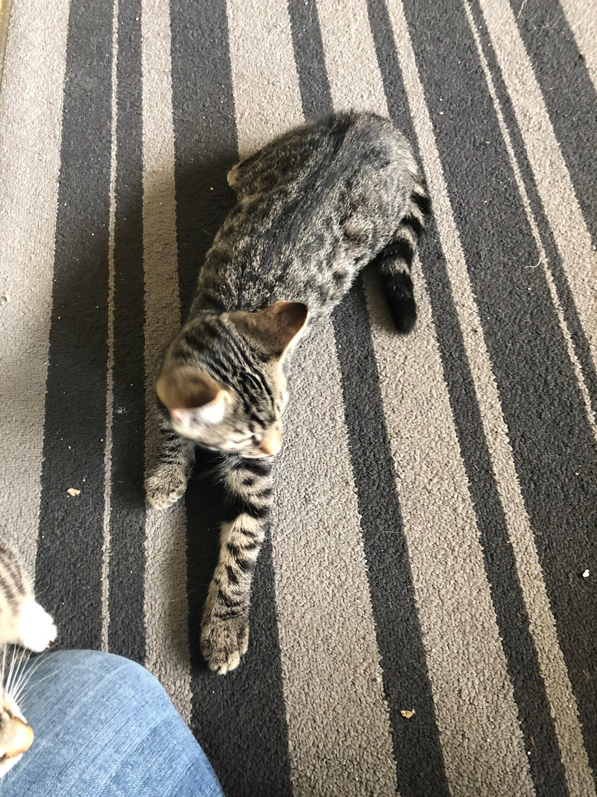 WhatsApp Image 2020-07-29 at 13.06.05