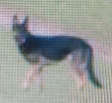Sch&auml;ferhund Duingen 1