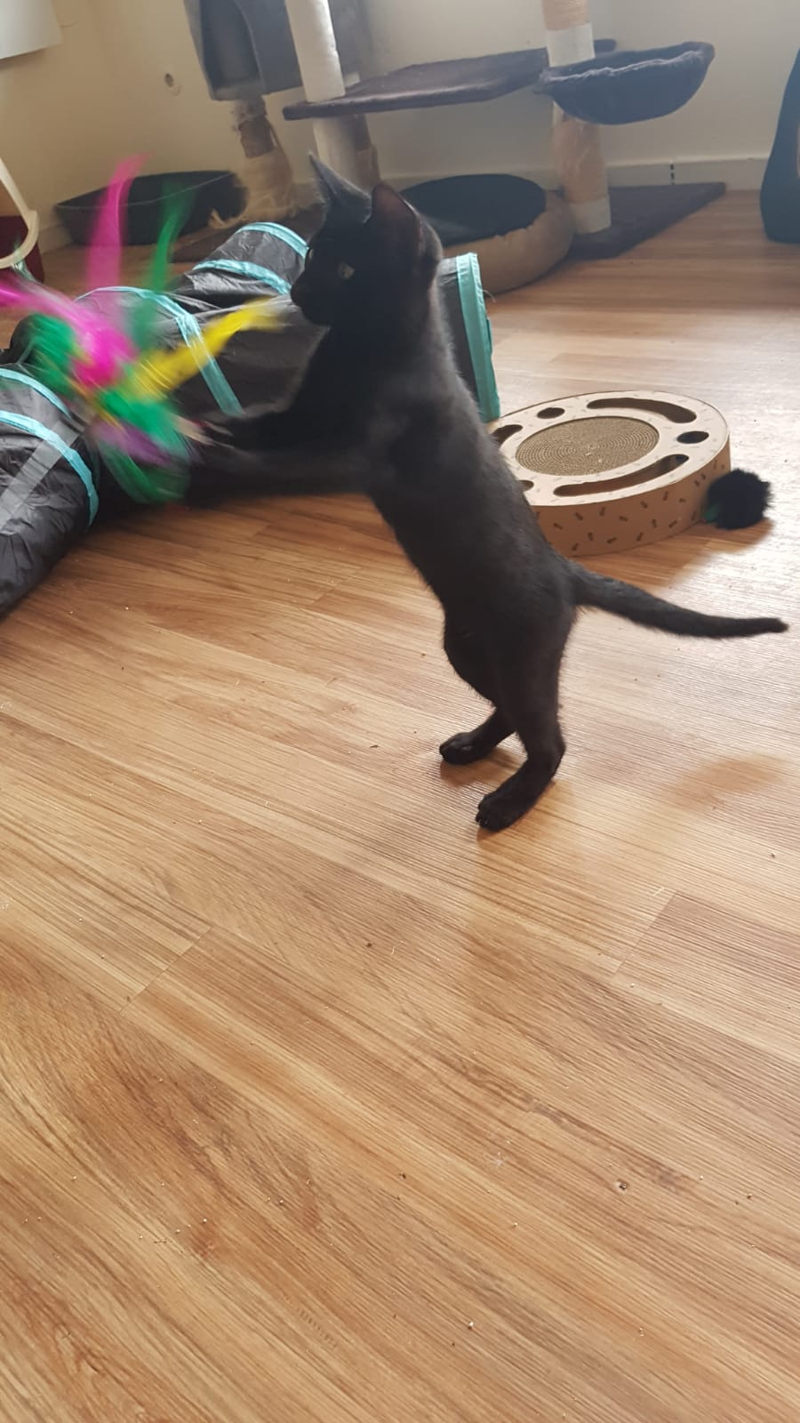 WhatsApp Image 2020-07-27 at 14.19.27