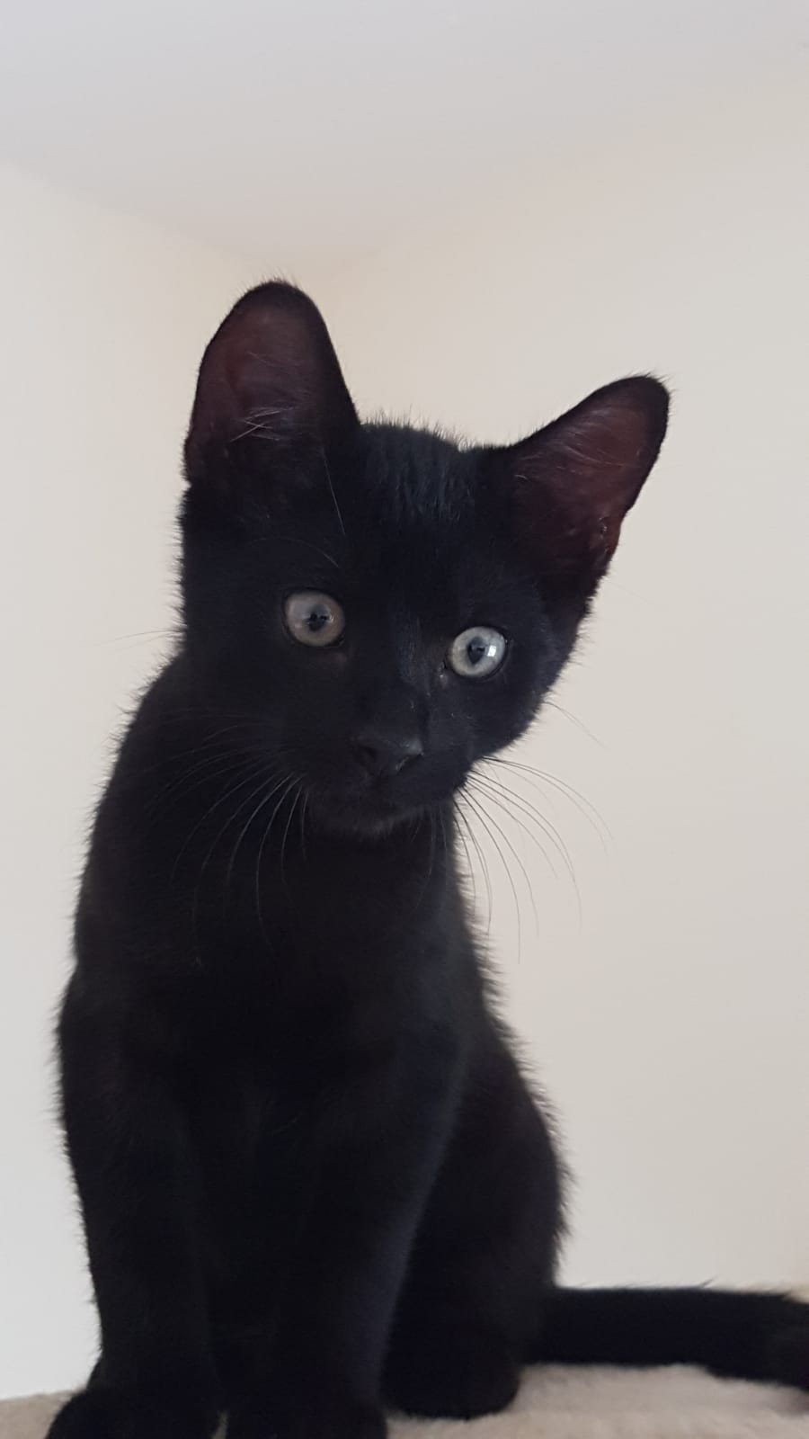 WhatsApp Image 2020-07-27 at 14.45.53