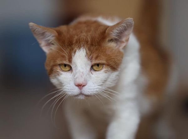 347565055_605723698359464_3737799861965276821_n