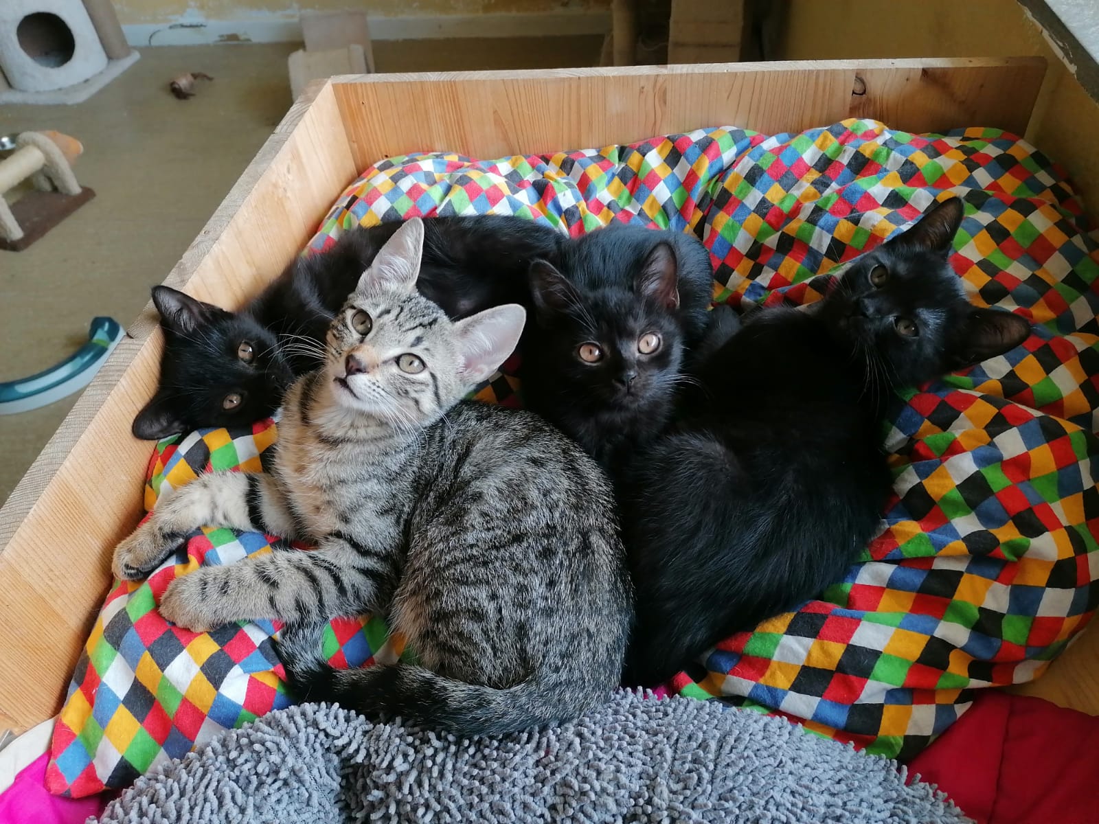 drei schwarze ein graues