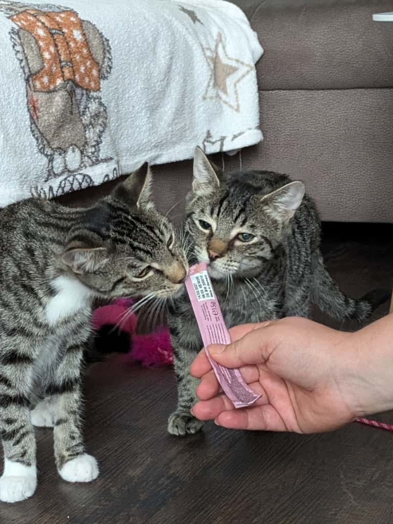 2025-09-27 Nemo und Karlo_01