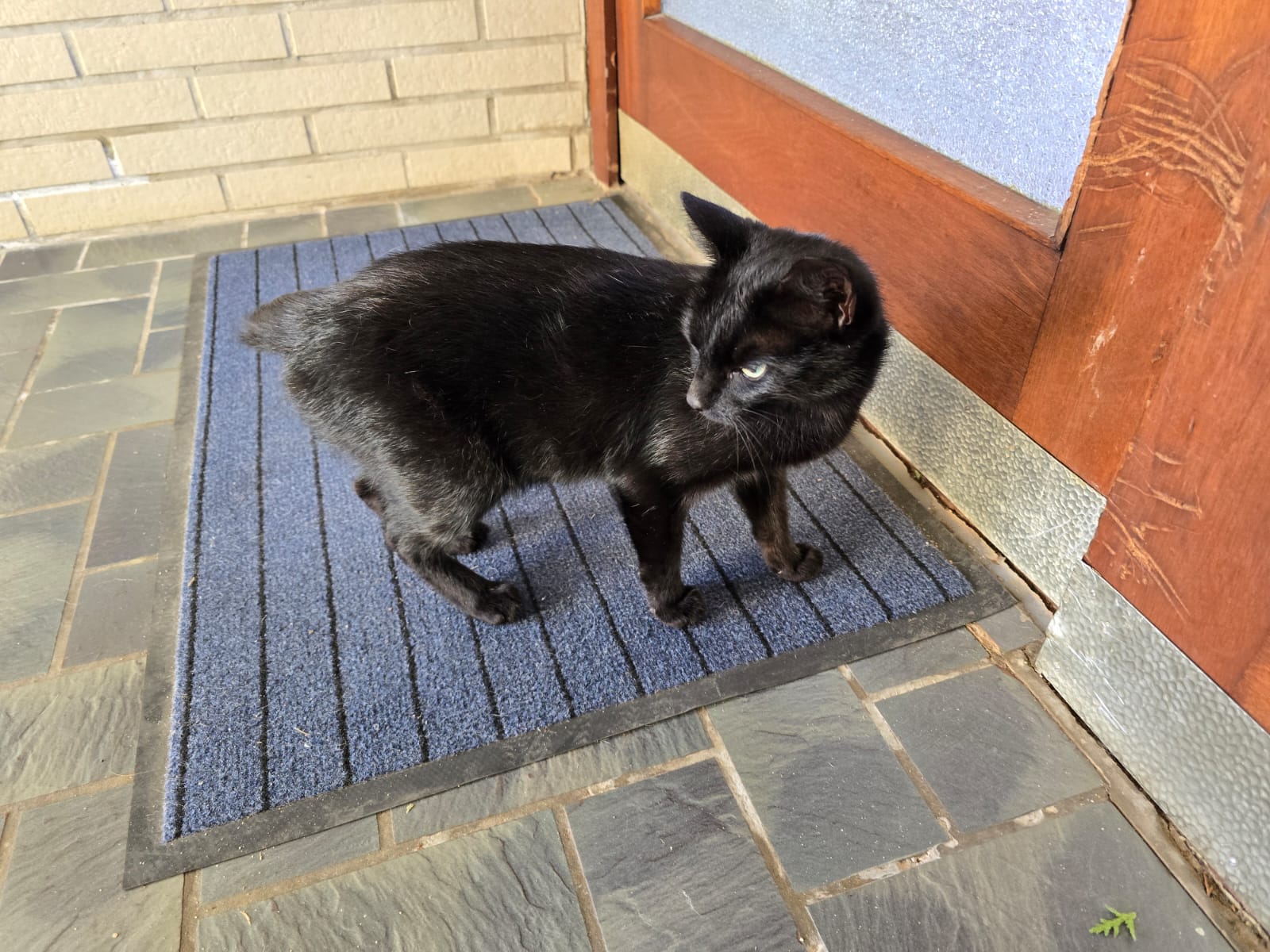 2025-09-11 Katze schwarz Gronau_02