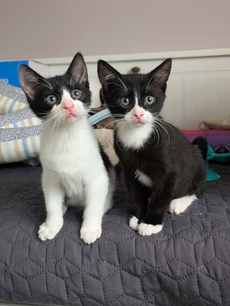 2025-10-24 Charlie und Mino_01