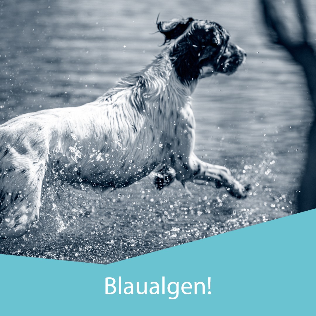 Blaualgen 1