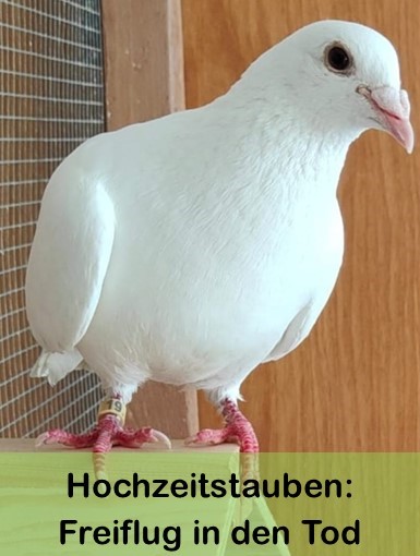 Hochzeitstauben_Bild
