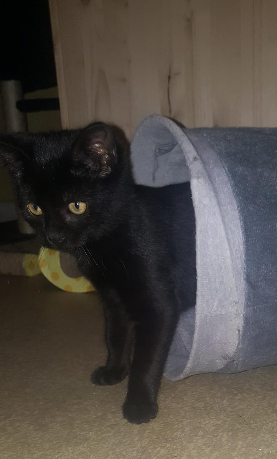IMG-20191119-WA0026